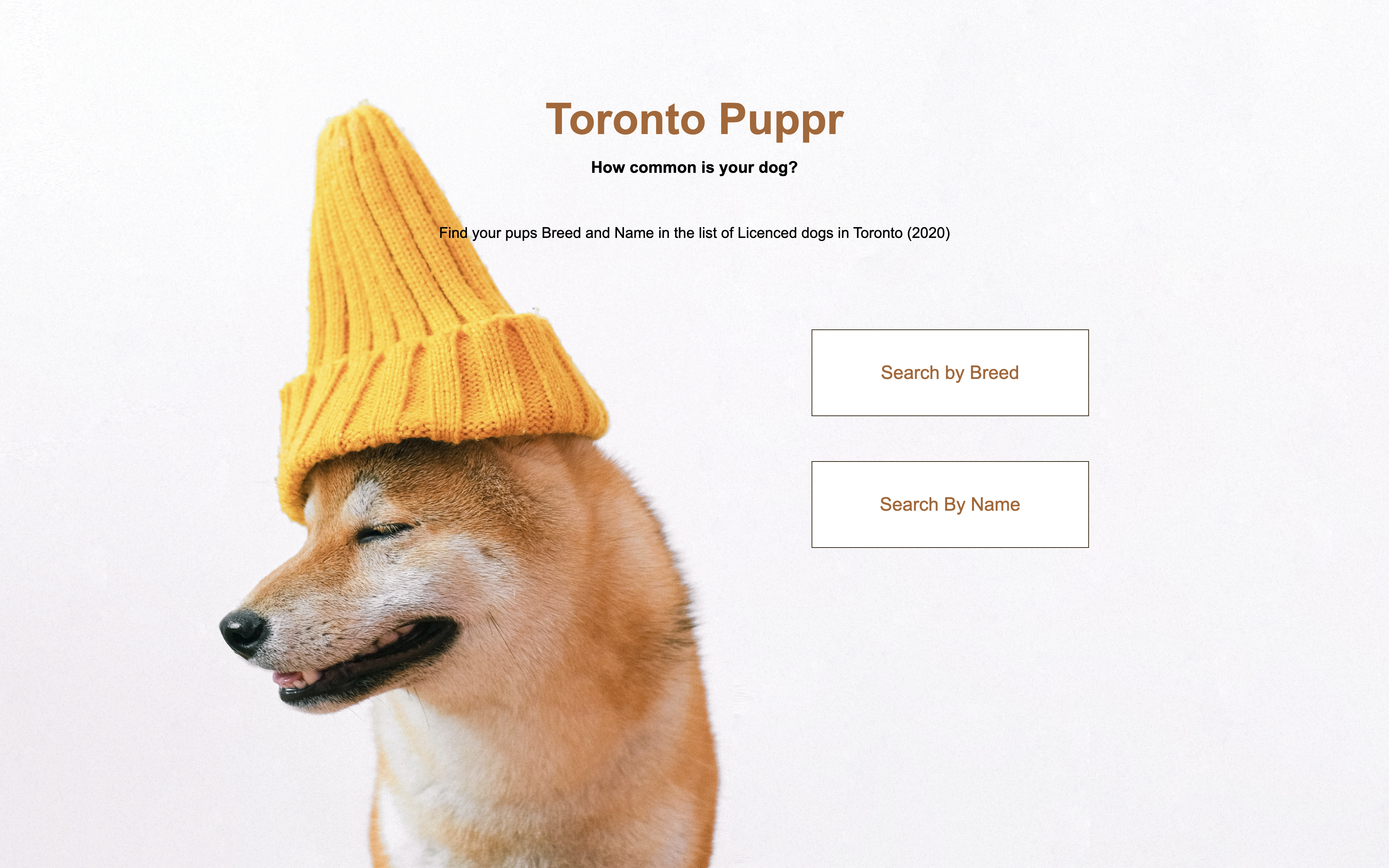 Toronto Puppr - Image of Akita Inu in a yellow toque 